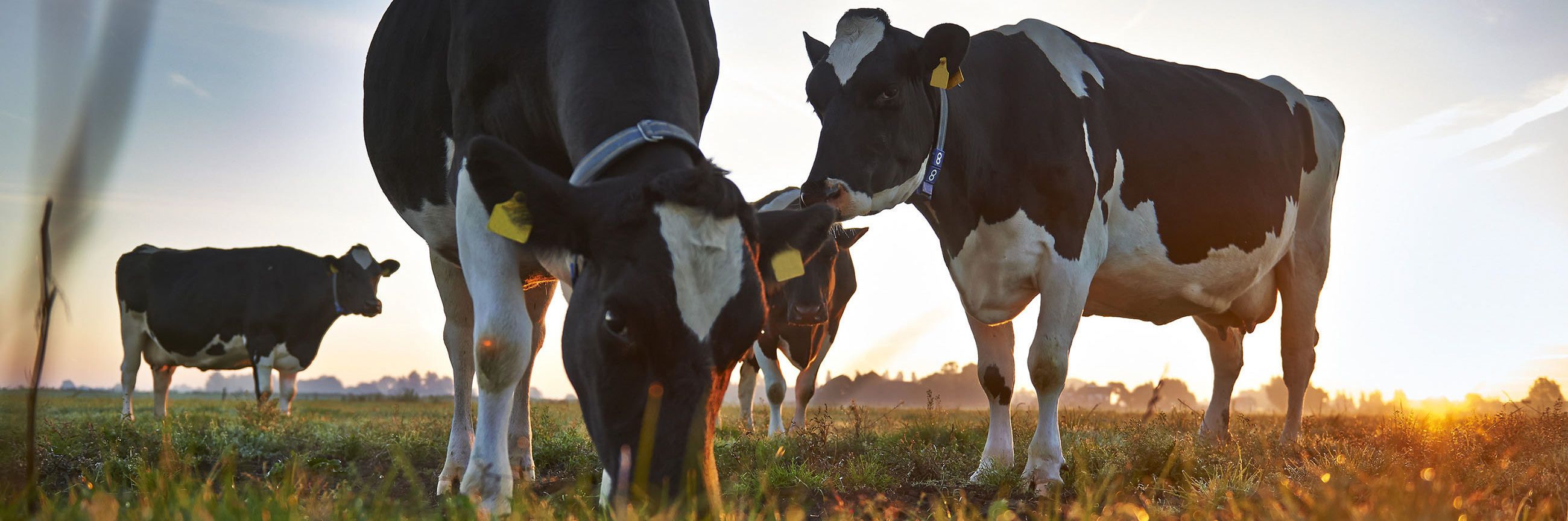 Case - FrieslandCampina